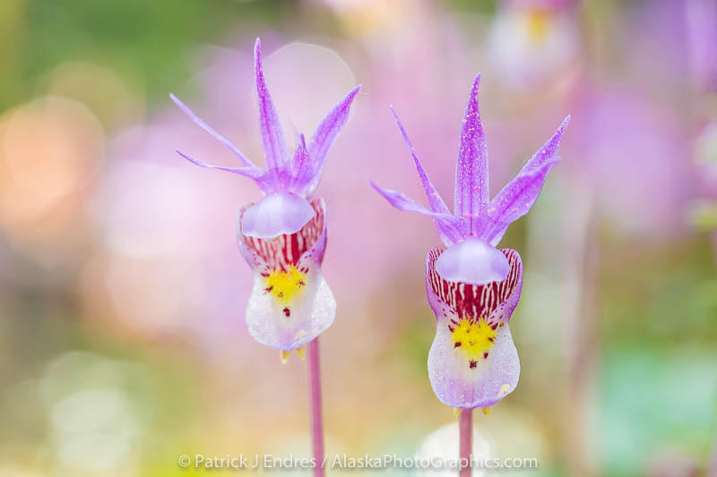 Spring blossoming Fairy Slipper or Calypso Orchid, Fairbanks, Alaska.