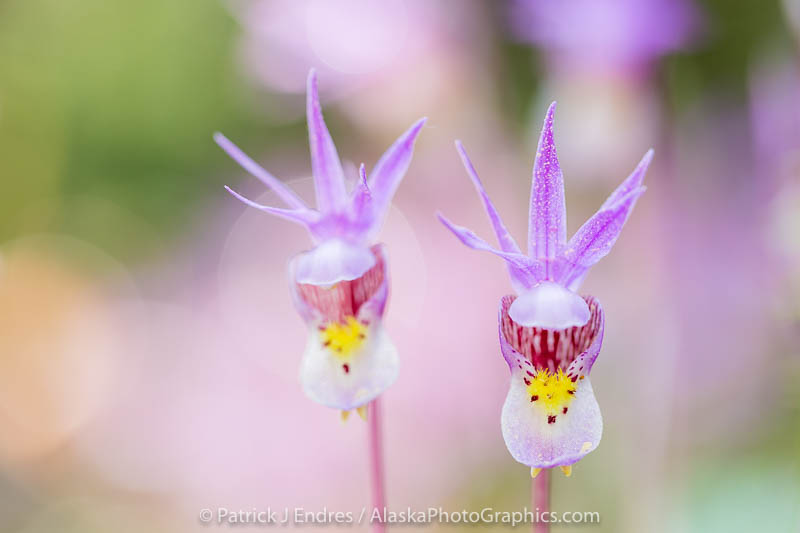 Spring blossoming Fairy Slipper or Calypso Orchid, Fairbanks, Alaska.