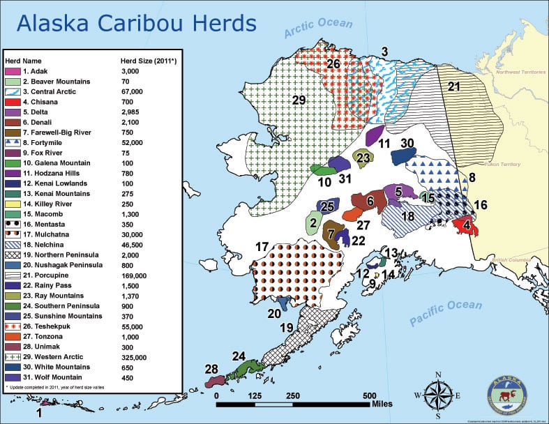 Alaska caribou photos