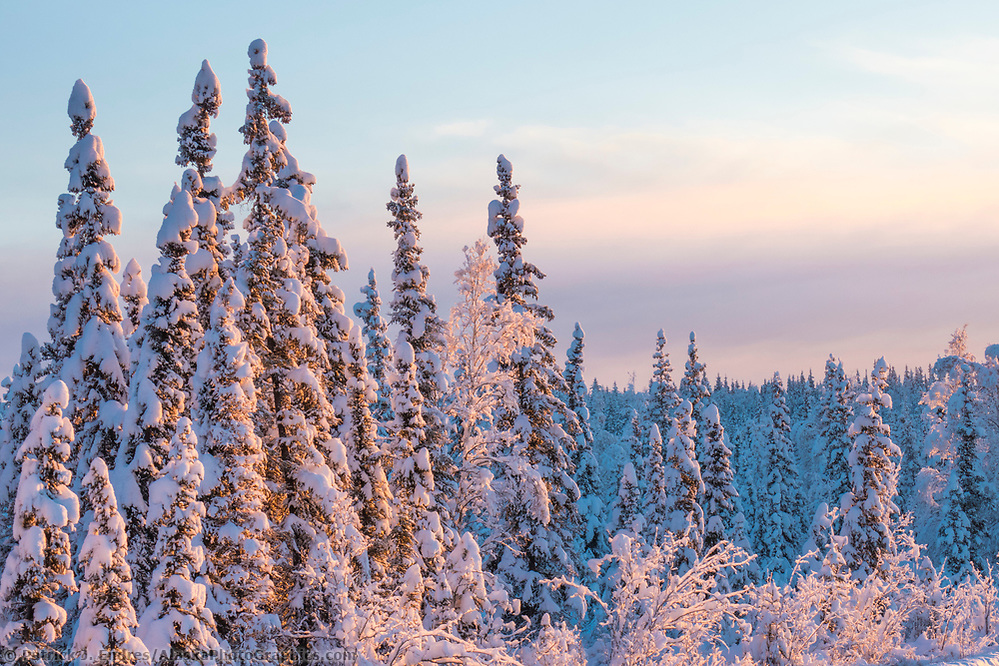 Snow covered spruce trees in the boreal forest of Fairbanks, Alaska. (Patrick J Endres / AlaskaPhotoGraphics.com)