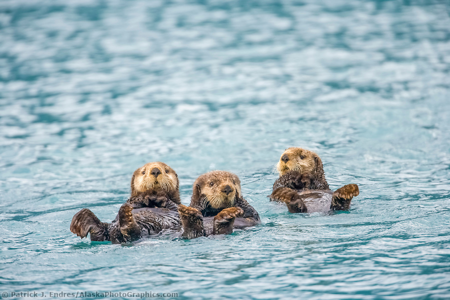 Sea otters in Harriman fjord, Prince William Sound, Alaska. (Patrick J. Endres / AlaskaPhotoGraphics.com)