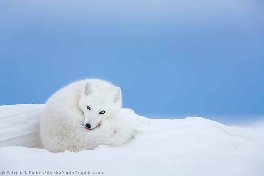 Arctic fox in white winter coat rests in a snowdrift along a lake in Alaska's Arctic North Slope. (Patrick J. Endres / AlaskaPhotoGraphics.com)
