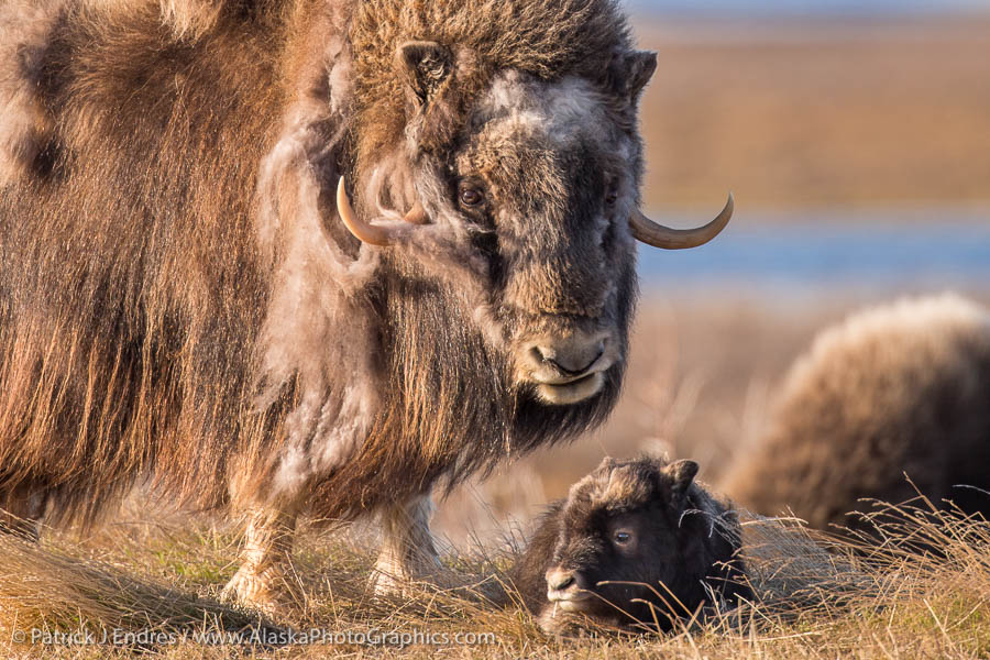A young muskox calf and adult on the tundra of Alaska's arctic north slope. (Patrick J. Endres / AlaskaPhotoGraphics.com)