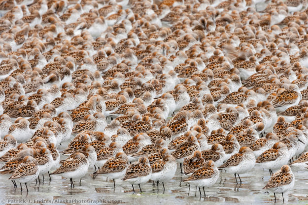21024753-Flocks-of-Western-sandpipers.jpg