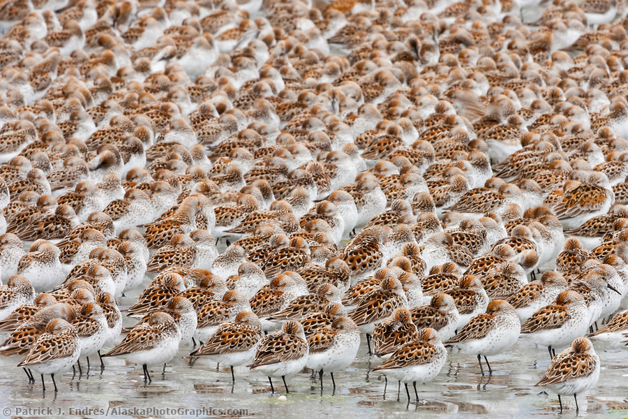 Flocks of shorebirds, dominated by Western sandpipers flock to the shores of Hartney Bay, Copper River Delta, Prince William Sound, Alaska, to refuel during their migration to summer nesting grounds. (© Patrick J Endres / www.AlaskaPhotoGraphics.com)
