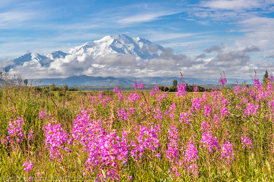 Pink fireweed blossoms and Denali, North America's tallest mountain. Denali National Park (© Patrick J Endres / www.AlaskaPhotoGraphics.com)