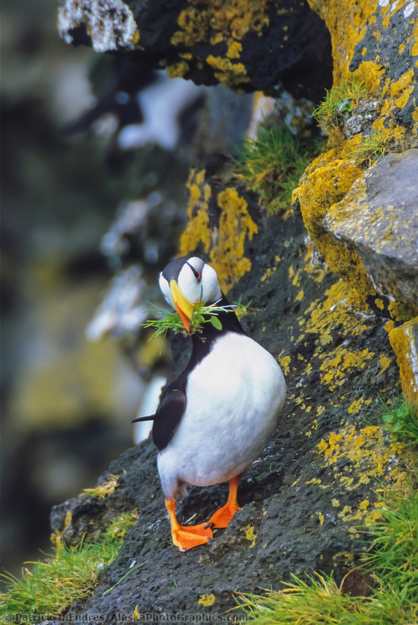 Horned and tufted puffin photos from Alaska's coast.