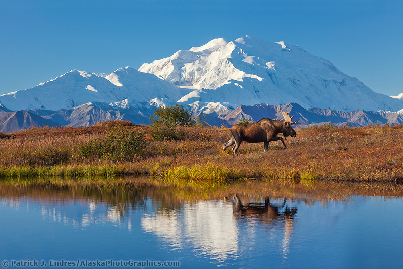 Denali National Park photos