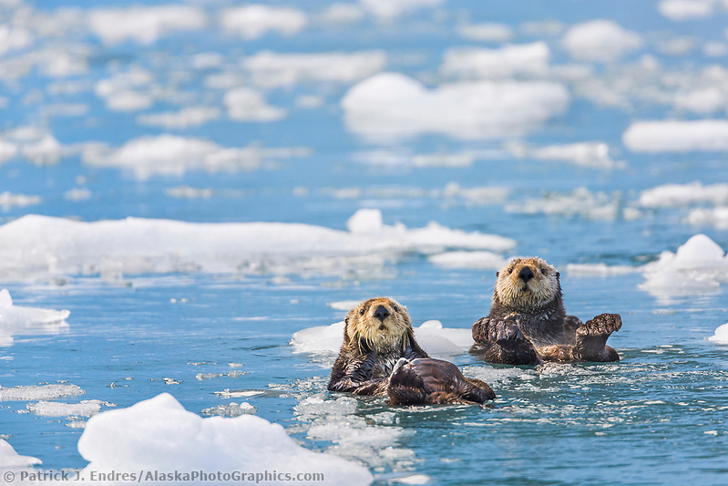 Sea otter photos and natural history information.