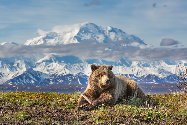 Denali National Park photos