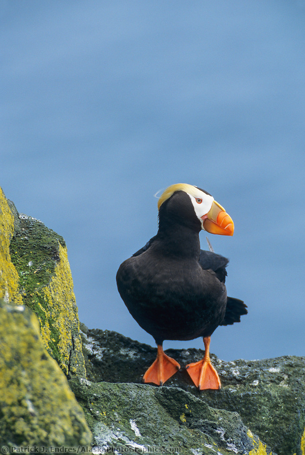 Horned and tufted puffin photos from Alaska's coast.