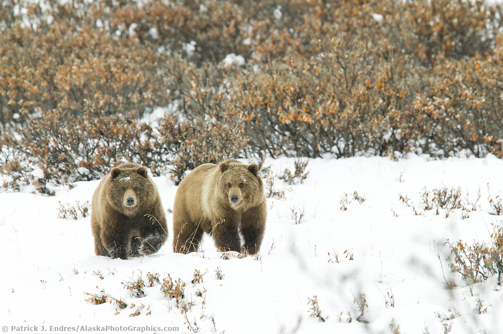 Wildlife in Alaska - All About Alaska's Wildlife