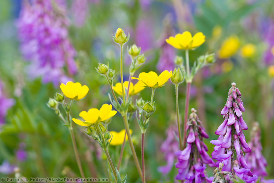 alaska flower