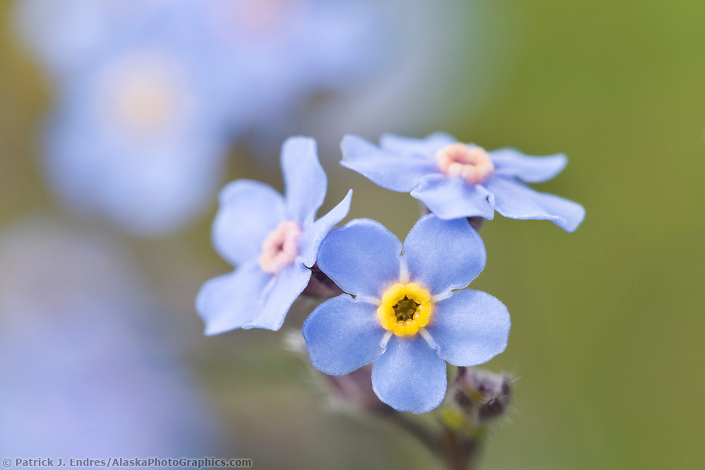 alaska flower