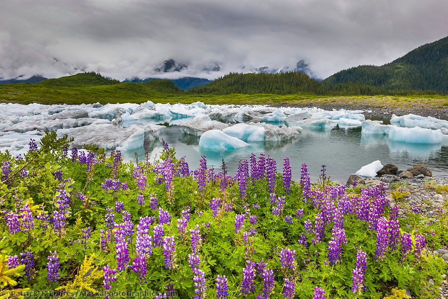 alaska flower