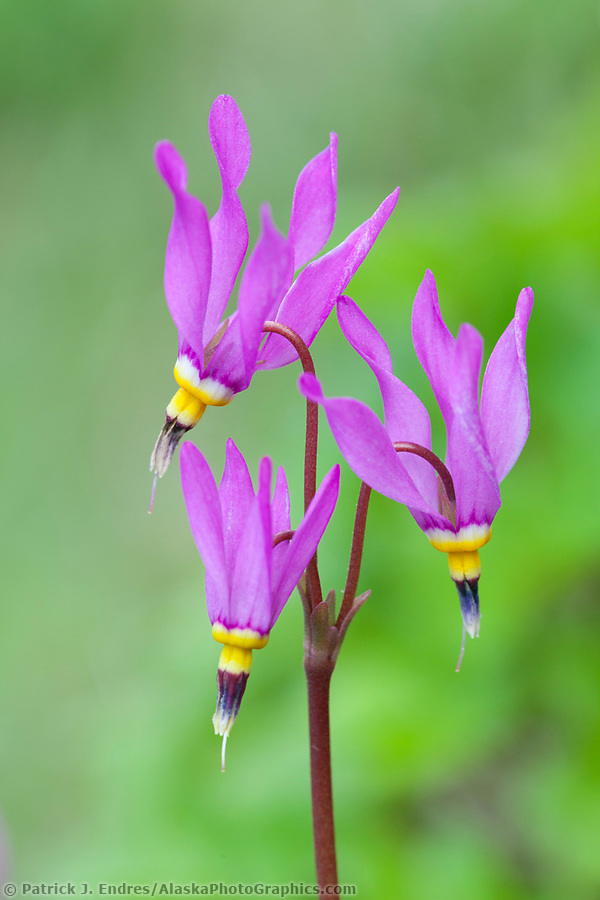 alaska flower