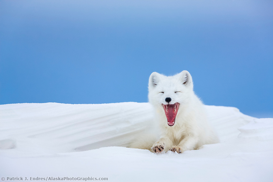 Alaska Wildlife Photos By Patrick Endres Alaska Wildlife Photos By Patrick Endres