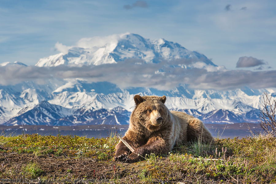 Wildlife in Alaska - All About Alaska's Wildlife